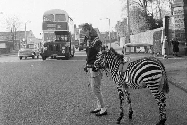 Edinburgh zoo keeper Grace Forrest walking Tot the zebra on Corstorphine streets in November 1964