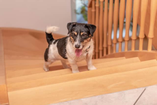 Keeping your dog active and entertained while indoors is important, but if you’re struggling for inspiration, here are a few tips and tricks