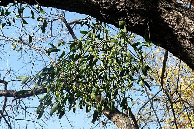 There are a lot of Celtic myths involving mistletoe. In Pliny's Natural History, he said that Druids would cut mistletoe growing on an oak and sacrifice two white bulls to create a potion that would promote fertility. They would also hang mistletoe above doorways to ward off evil spirits. It is also linked with peace and friendship.