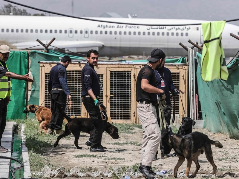 Local volunteers exercise the dogs