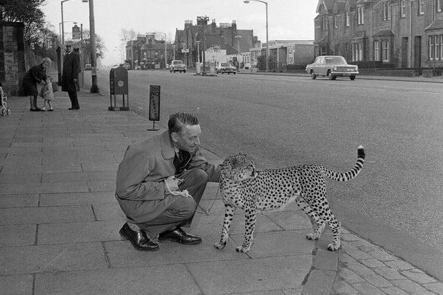 Edinburgh Zoo director Gilbert Fisher with Scrap the cheetah outside Edinburgh Zoo in 1964