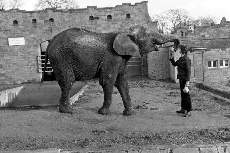 Dali the Indian elephant gets a whole cabbage from her keeper at Edinburgh Zoo in December 1980.