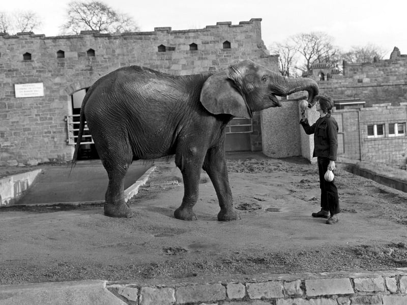 Dali the Indian elephant gets a whole cabbage from her keeper at Edinburgh Zoo in December 1980.