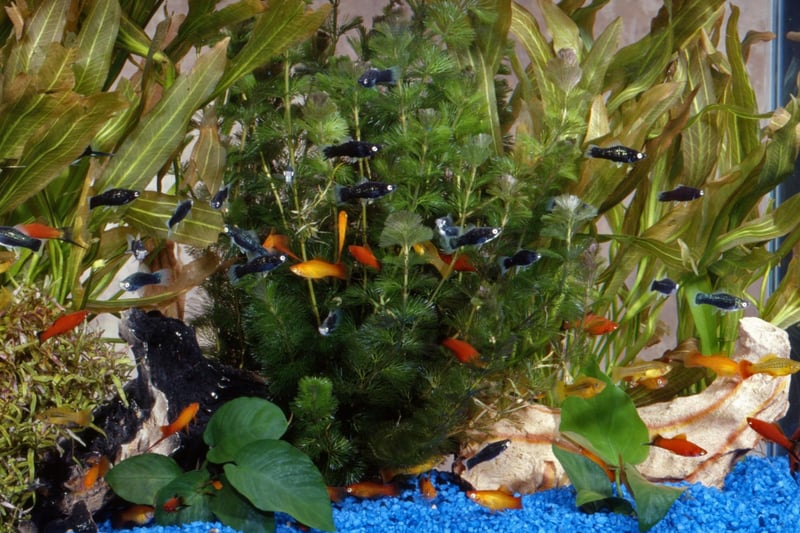 The third most popular pet may come as a surprise to some - there are an amazing five million indoor fish tanks in the UK.