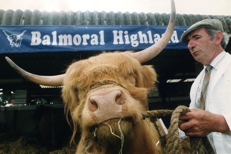 A handsome Highland cow at the Royal Highland Show in Edinburgh in 1993