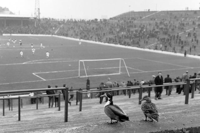 Two ducks enjoy an Edinburgh Derby from the terraces at Easter Road in May 1966.
