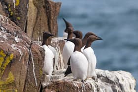 Guillemots on the Isle of May - one of the nature reserves to feature in the compeition