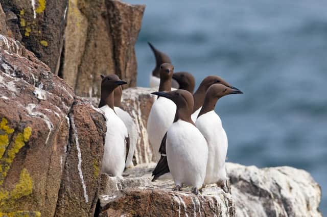 Guillemots on the Isle of May - one of the nature reserves to feature in the compeition