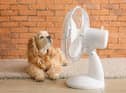 A few simple tips can keep your four-legged friend cool and healthy this summer.