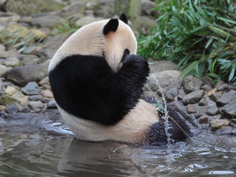 Yang Guang has a bath at Edinburgh Zoo on New Year's Eve, 2011.