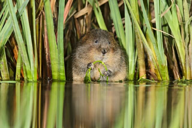 Water voles are at risk from climate change. Credit - Terry Whittaker2020VISION.