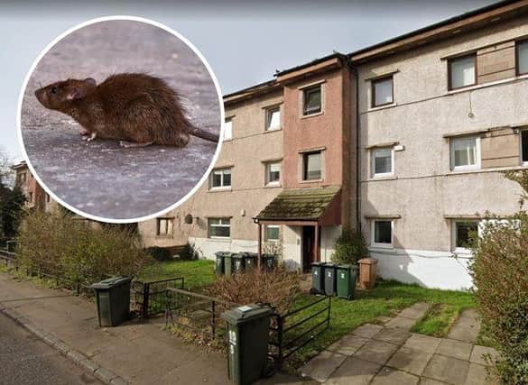 A tenant living in a council flat in Pilton has complained that Edinburgh Council are not doing enough to tackle her mouse infestation