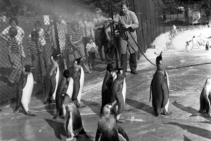 The best outdoor attraction to visit during the school summer holiday had to be, and still is, the zoo. So much to do, with the (sometimes) added bonus of the sun. Pictured, a keeper sprays water to cool down the penguins at Edinburgh Zoo during the summer of 1975.