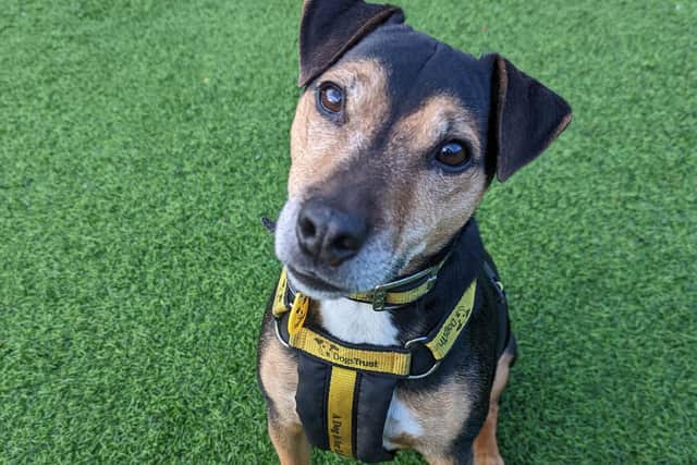 Scooby is currently staying at Dogs Trust West Calder