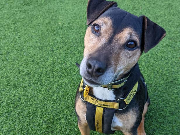 Scooby is currently staying at Dogs Trust West Calder