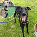 Six lovable Lurchers staying at the Dogs Trust West Calder are patiently waiting to find a new home. Susan Tonner, manager at Dogs Trust West Calder said Lurchers are loyal and gentle and 'renowned for being affectionate'