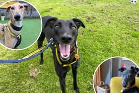 Six lovable Lurchers staying at the Dogs Trust West Calder are patiently waiting to find a new home. Susan Tonner, manager at Dogs Trust West Calder said Lurchers are loyal and gentle and 'renowned for being affectionate'