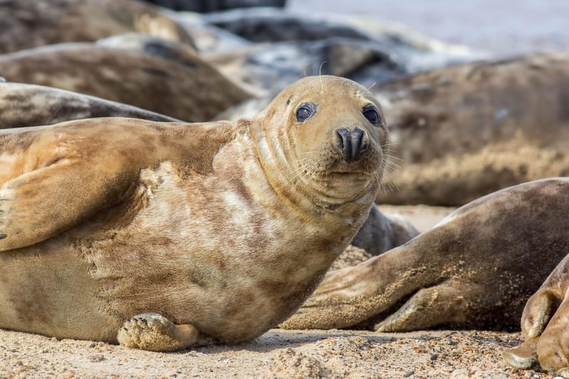March is a great time to see Grey Seals as the adorable aquatic mammals gather in large, noisy groups as they moult their old hair and skin. There are a number of places in Scotland where you can enjoy the spectacle, including the Garbh Eilean Wildlife Hide on the shore of Loch Sunart, Tentsmuir Forest and the Moray Firth.
