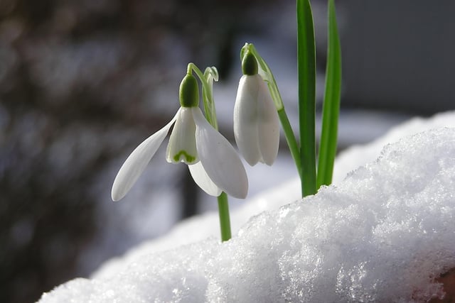 The best snowdrop spotting opportunities in Scotland's Capital are at the Royal Botanical Gardens, where you'll have the chance to see several very rare variants of the plant.