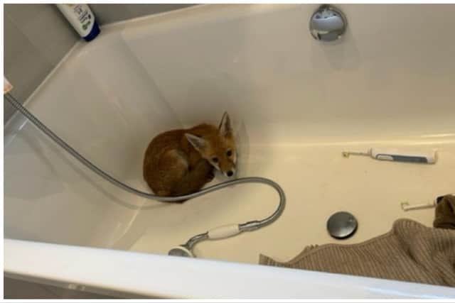 The Scottish SPCA rescued a fox cub who was found in a bath tub at an address on Ormidale Terrace in Edinburgh. Photo: Scottish SPCA