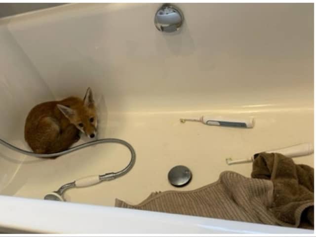 The Scottish SPCA rescued a fox cub who was found in a bath tub at an address on Ormidale Terrace in Edinburgh. Photo: Scottish SPCA