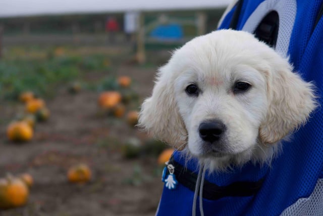 Your feline friends are allowed to accompany you along the way, with the haunted trail allowing them to let loose all their energy and run around. There is also a dedicated team provided to look after your pooches for free whilst pumpkin picking.
