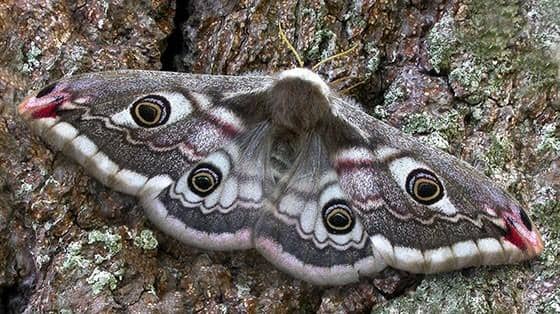 The Emperor moth is one of the most spectacular species seen in British woodlands.
Pic: Natural history museum