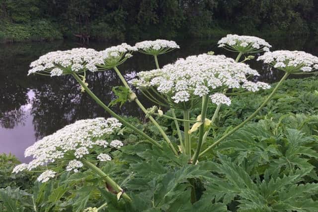 :Powerful chemicals are needed to kill Giant Hogweed