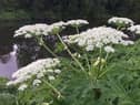 :Powerful chemicals are needed to kill Giant Hogweed