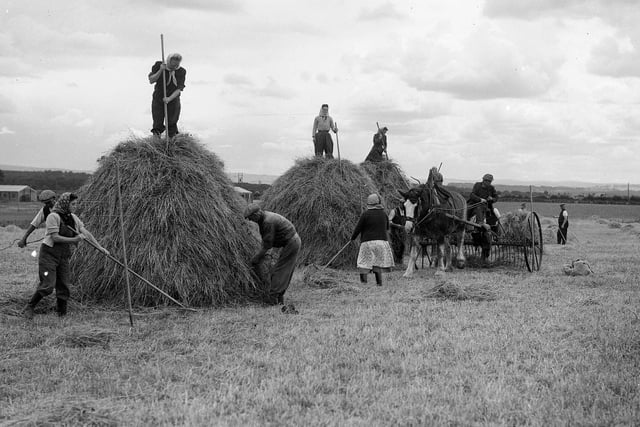 Farm workers busy building hay ricks on a farm at Tranent in July 1950.