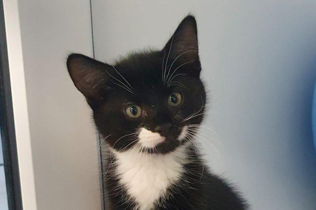 Ace, is a 12 weeks old, male domestic shorthair. He is described as a "beautiful little boy, confident and playful, a real sweetie." He would be able to live in a home with children of all ages See. Visit https://rspca-radcliffe.org.uk/animal/ace/ to find out more about Ace and see the website for lots of other beautiful cats at the RSPCA Radcliffe Animal Centre.