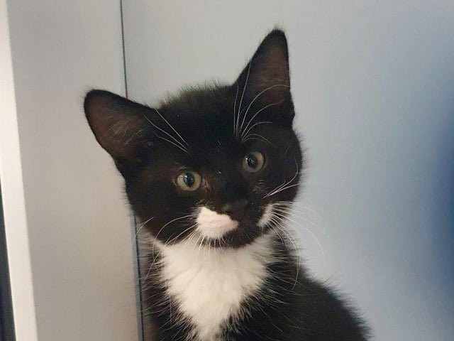 Ace, is a 12 weeks old, male domestic shorthair. He is described as a "beautiful little boy, confident and playful, a real sweetie." He would be able to live in a home with children of all ages See. Visit https://rspca-radcliffe.org.uk/animal/ace/ to find out more about Ace and see the website for lots of other beautiful cats at the RSPCA Radcliffe Animal Centre.