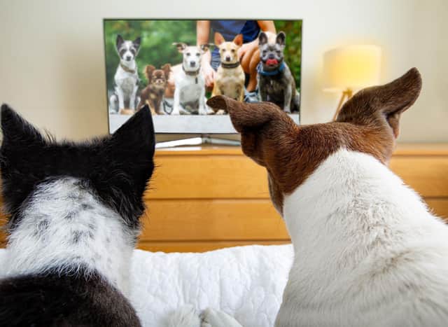 Be warned - your four-legged friend may not like what happens to the canine lead in many of these films.