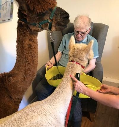 Derek Latto, 76, was among those who enjoyed meeting Calvin and Praline in his room. He says, “I’ve seen an alpaca at the zoo before and when they walked into my room, I thought “What the heck?!”