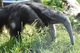 Nala the giant anteater wearing her Dexcom blood glucose monitor, which helps Edinburgh Zoo vets and keepers manage her diabetes. (Photo credit: RZSS)