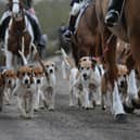 Mairi McAllan’s Hunting with Dogs Bill aims to close loopholes around the hunting of wild mammals with hounds