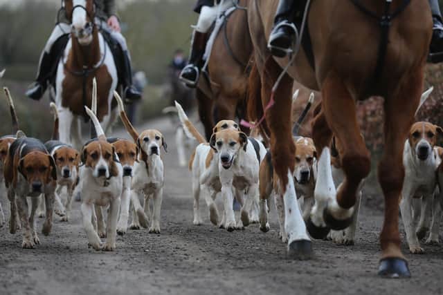 Mairi McAllan’s Hunting with Dogs Bill aims to close loopholes around the hunting of wild mammals with hounds