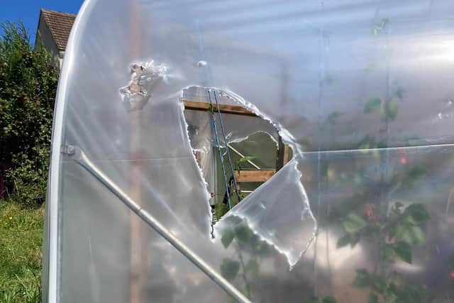 East Lothian crime news: Belhaven Community Garden team 'shocked' as polytunnel damaged by vandals