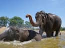 Do elephants like human visitors at the zoo?