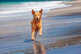 Dogs love the beach - and here are the most picturesque stretches of sand to walk your pet this spring.
