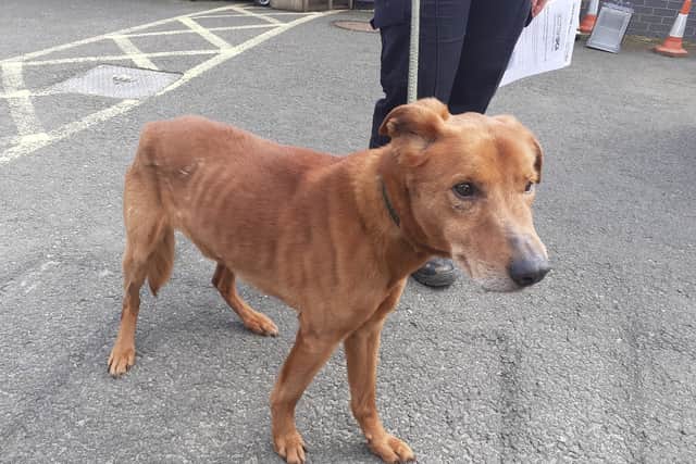 This elderly dog was found abandoned in Edinburgh