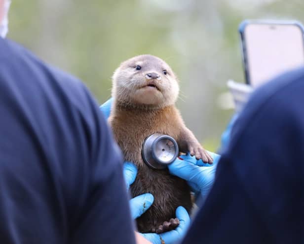 The Asian small-clawed otters at Edinburgh Zoo are said to be doing very well after their first health check. Photo: RZSS