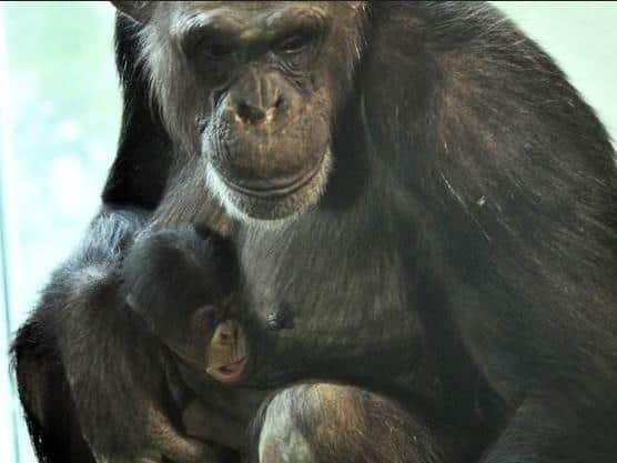 Edinburgh Zoo chmipanzees