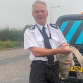 Stuart and the swan he rescued on the A720 Edinburgh City Bypass on Thursday morning (Photo: SSPCA).
