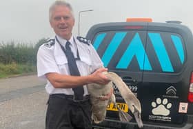 Stuart and the swan he rescued on the A720 Edinburgh City Bypass on Thursday morning (Photo: SSPCA).