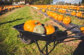 The pumpkin patches promise more than just picking with a wide range of activities for all the family