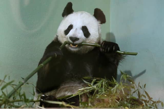 Giant panda Tian Tian was looking just beautiful when Hayley Matthews went to Edinburgh Zoo (Picture: Andrew Milligan/PA)