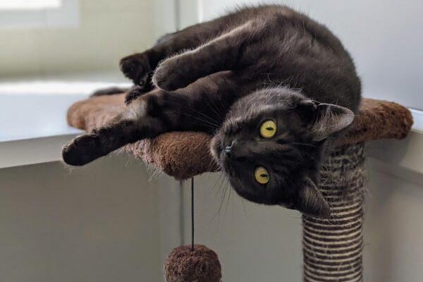 Three-year-old Nora was rescued from terrible conditions and circumstances in which she had little to no contact with humans.  Since her time at RSPCA Chesterfield she has become more sociable although still a little reserved at times to new people and new situations.