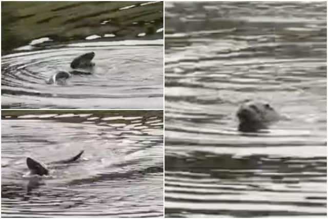 An otter swimming in a pond in Holyrood Park