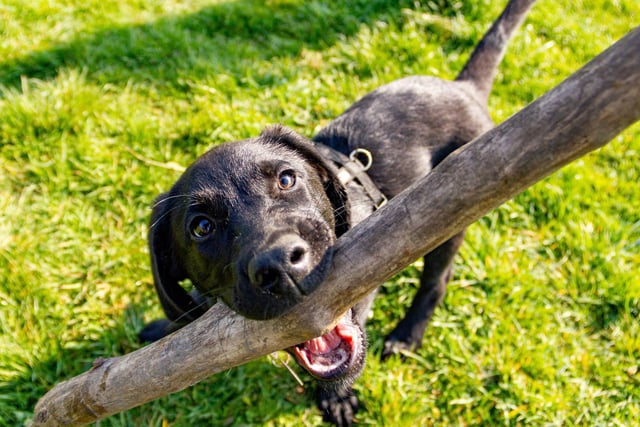 Labrador retrievers are one of the UK's favourite dog breeds, if not THE favourite. These friendly and trusting pets are also at risk of been snatched, with 39 reports between 2017-2021